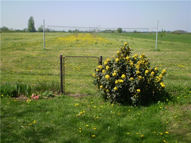 pogled